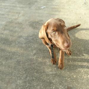 Unknown Breed