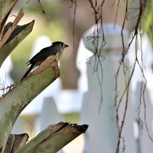 Tufted Titmouse