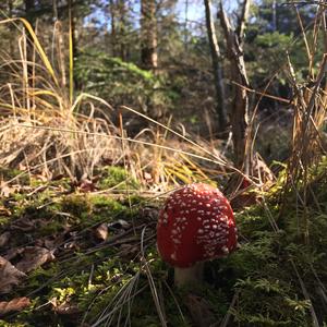 Fly Agaric