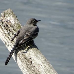 White Wagtail