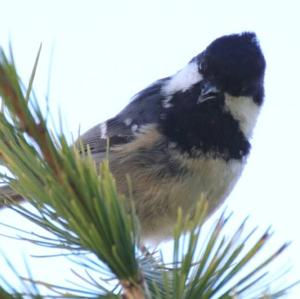 Coal Tit