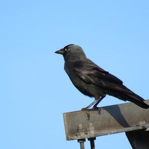 Eurasian Jackdaw