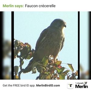 Common Kestrel