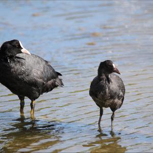 Common Coot