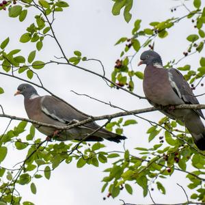 Common Wood-pigeon