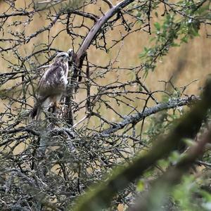 Common Buzzard