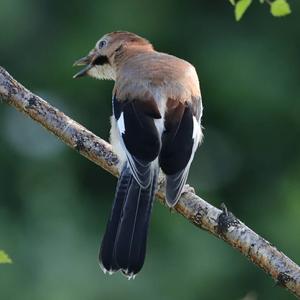 Eurasian Jay