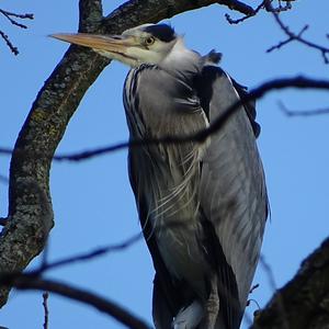 Grey Heron