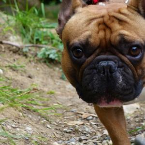 Französische Bulldogge