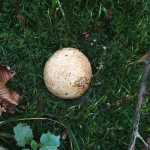 Stump Puffball