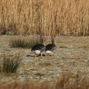 Greylag Goose