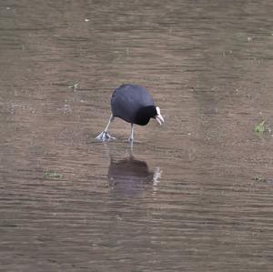 Common Coot