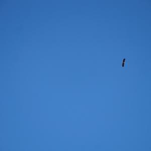 White-tailed Eagle