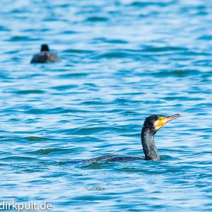 Great Cormorant