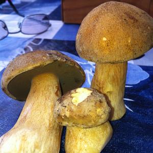 Variegated Bolete