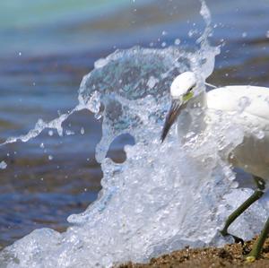 Great Egret