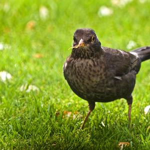 Eurasian Blackbird