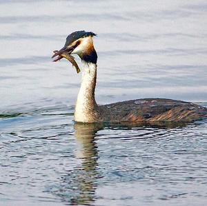 Great Crested Grebe