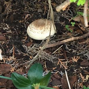 Yellow-foot Agaric