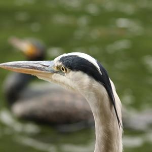 Grey Heron