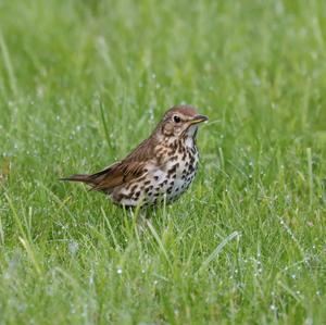 Song Thrush