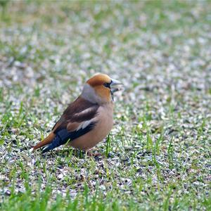 Hawfinch