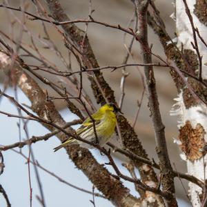 Eurasian Siskin