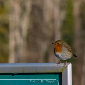 European Robin