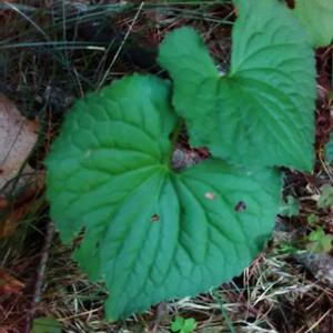 Unknown Species