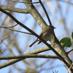 European Robin