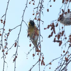 Eurasian Siskin