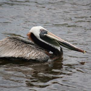 Brown Pelican