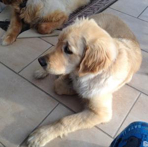 Retriever (Golden)