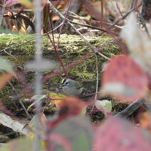 Golden-crowned Kinglet