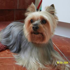 Yorkshire Terrier