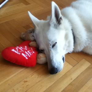 Unknown Breed