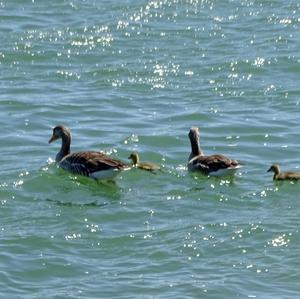 Greylag Goose