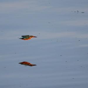 Common Kingfisher