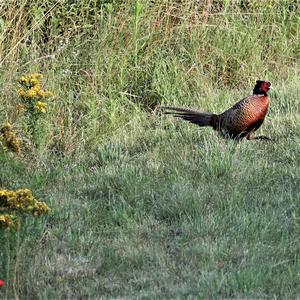 Common Pheasant