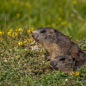 Alpine Marmot