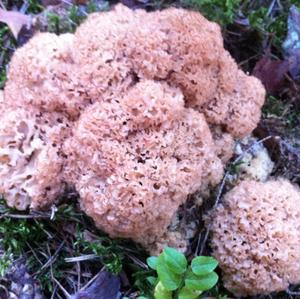 Eastern Cauliflower Mushroom