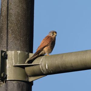 Common Kestrel