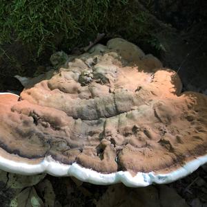 Artist`s Fungus