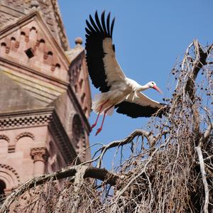 White Stork