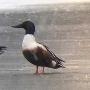 Northern Shoveler