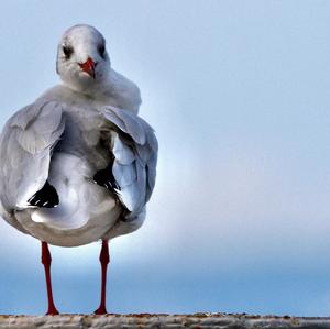 Black-headed Gull