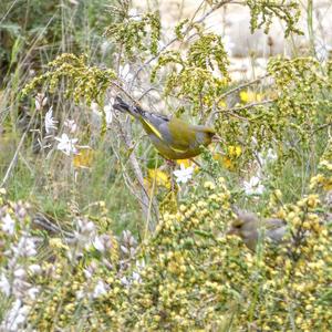 European Greenfinch