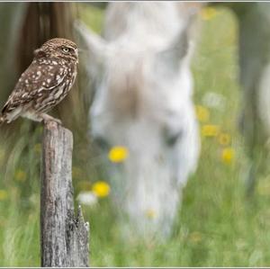 Little Owl