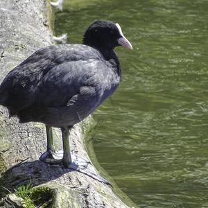 Common Coot