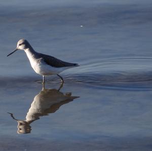 Common Greenshank